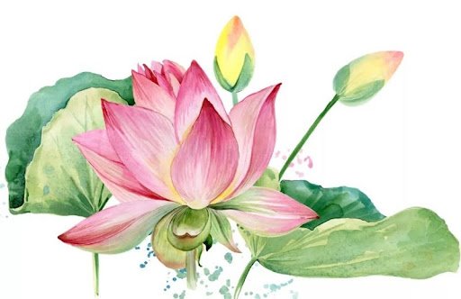 Các cách vẽ hoa sen đơn giản đẹp không tưởng