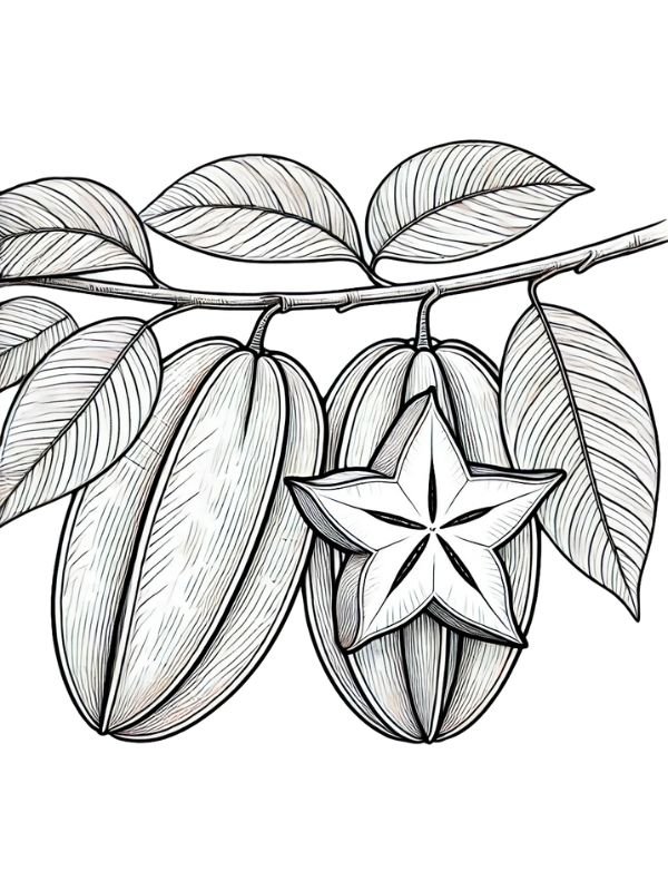 tranh tô màu quả khế mọc thành chùm